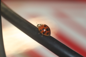Lil goober 🐞